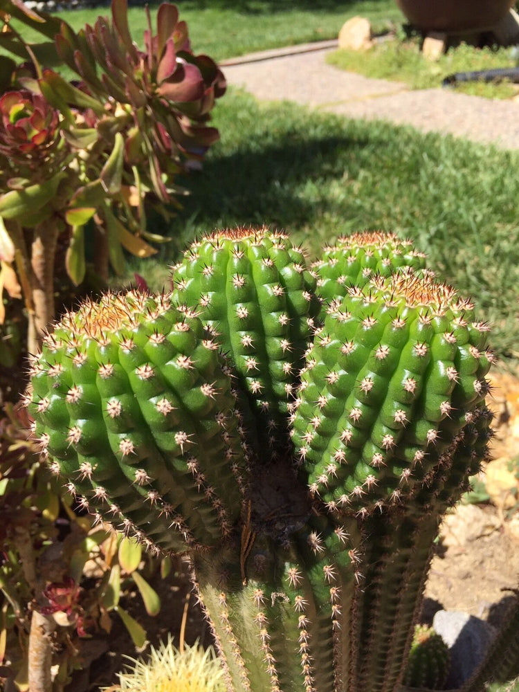 Cactus